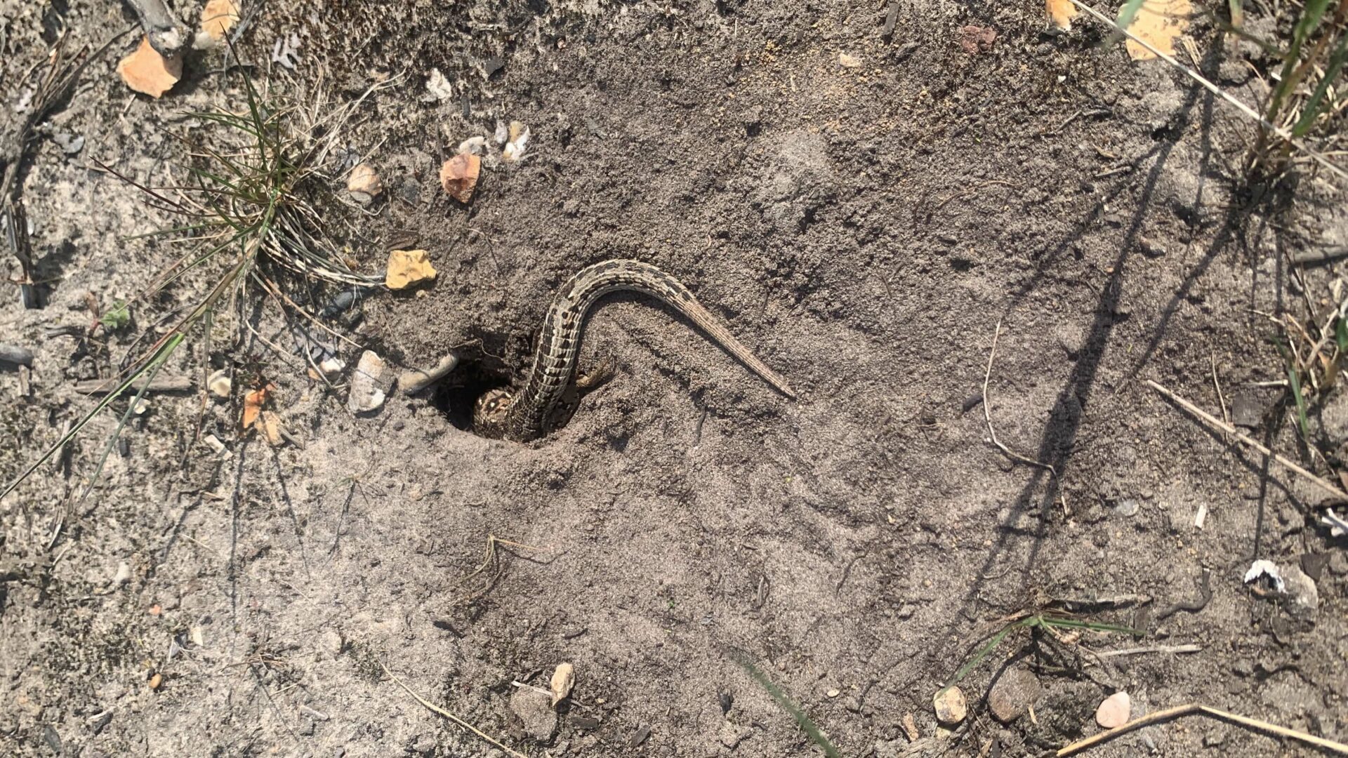Reviving the Sand Lizards Marwell's Remarkable Conservation Efforts