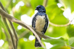 Turquoise Tanager Tangara Mexicana Jason Brown Marwell Zoo Tropical House