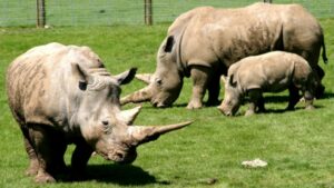 White Rhinoceros Ceratotherium Simum Marwell Zoo Directory 2