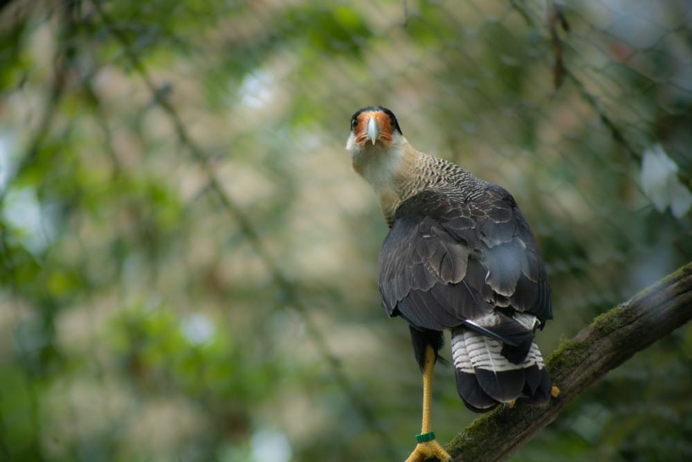 A caracara bird at marwell zoo perching on a branch