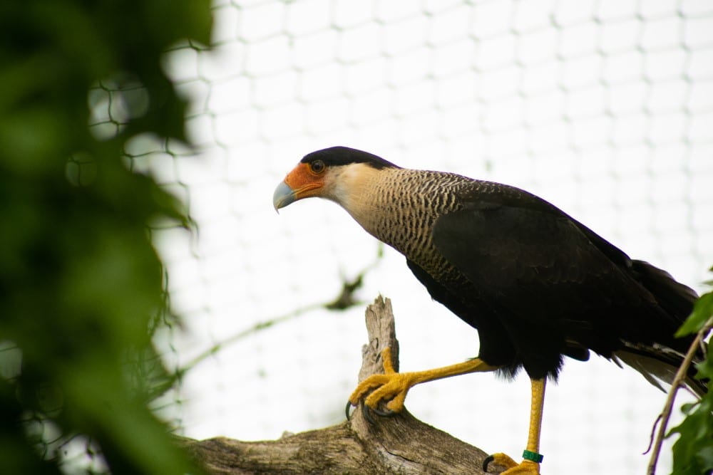 A caracara bird at marwell zoo perching on a branch