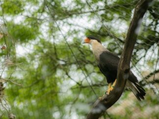 A caracara bird at marwell zoo perching on a branch