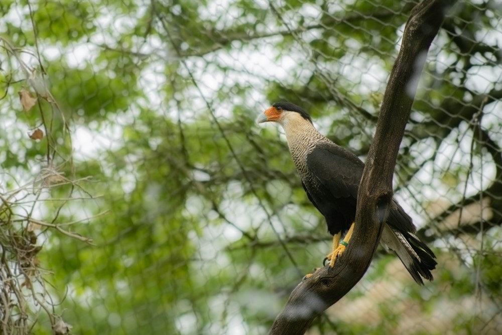 A caracara bird at marwell zoo perching on a branch