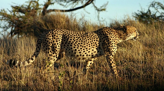 Cheetah