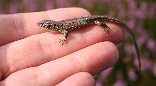 Sand Lizard