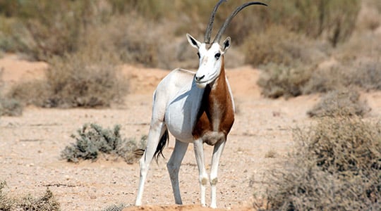 Scimitar Horned Oryx