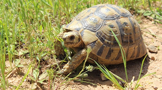 Tunisian spur-thighed tortoise