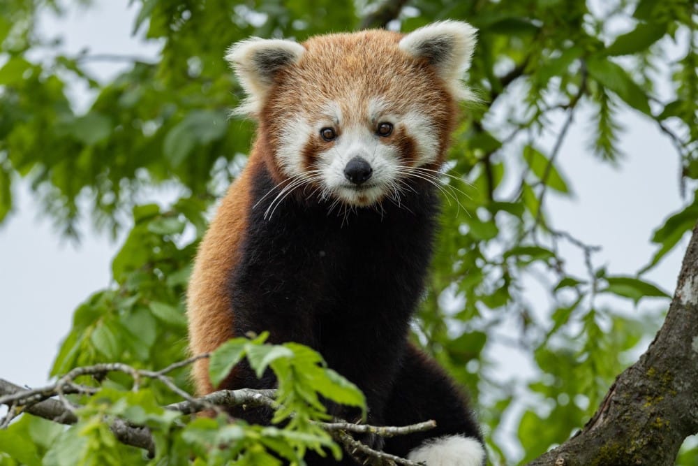 Tashi the red panda at Paradise Wildlife park before arriving at Marwell Zoo