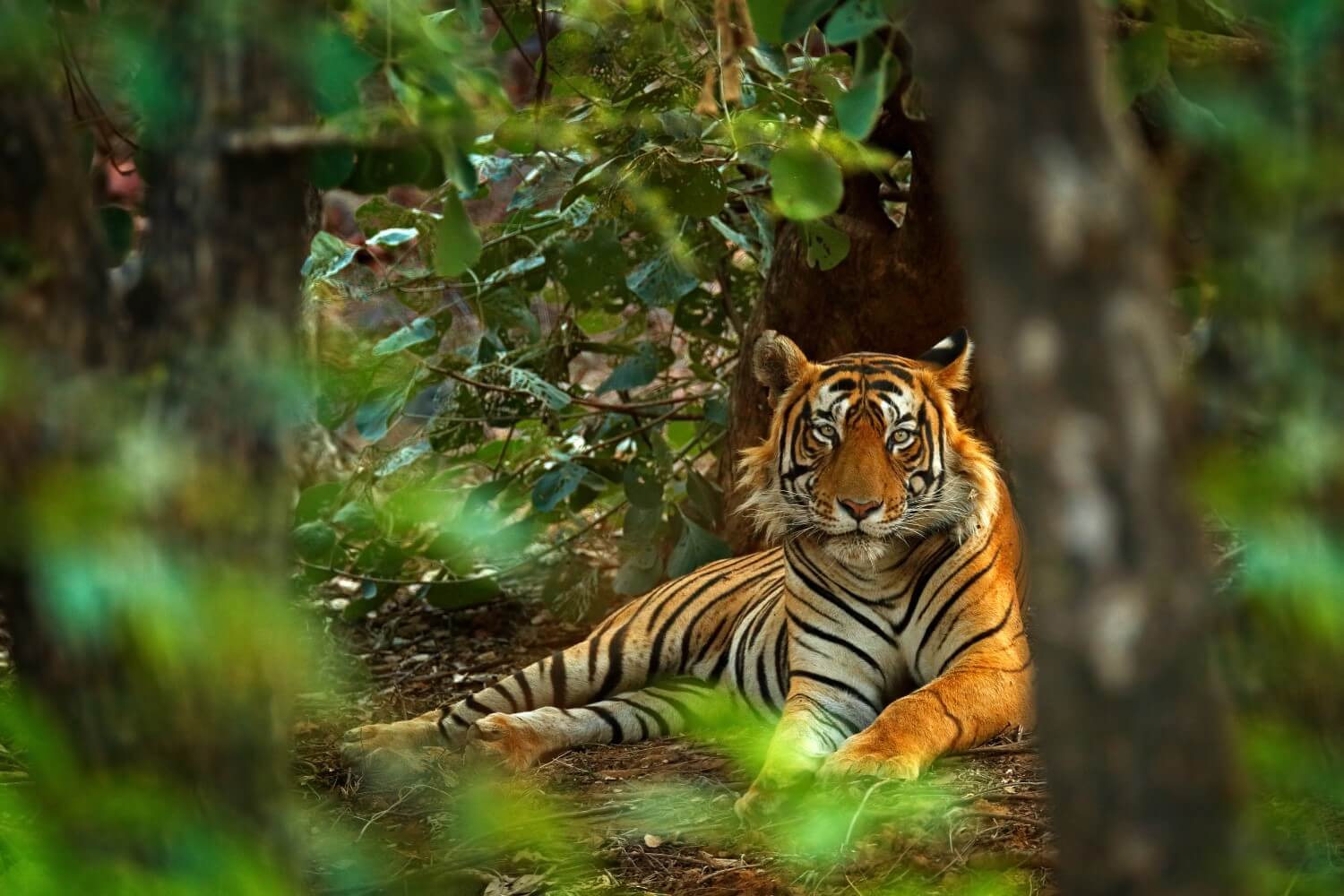 A wild bengal tiger sits among foliage