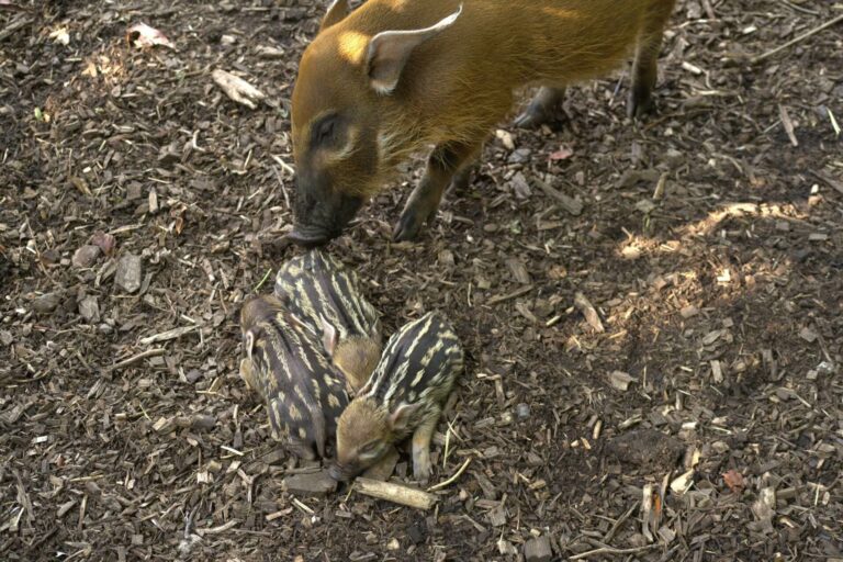 Three little piglets! - Marwell Zoo