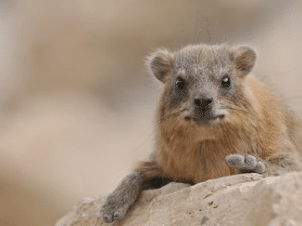 A rock hyrax sits on a rock