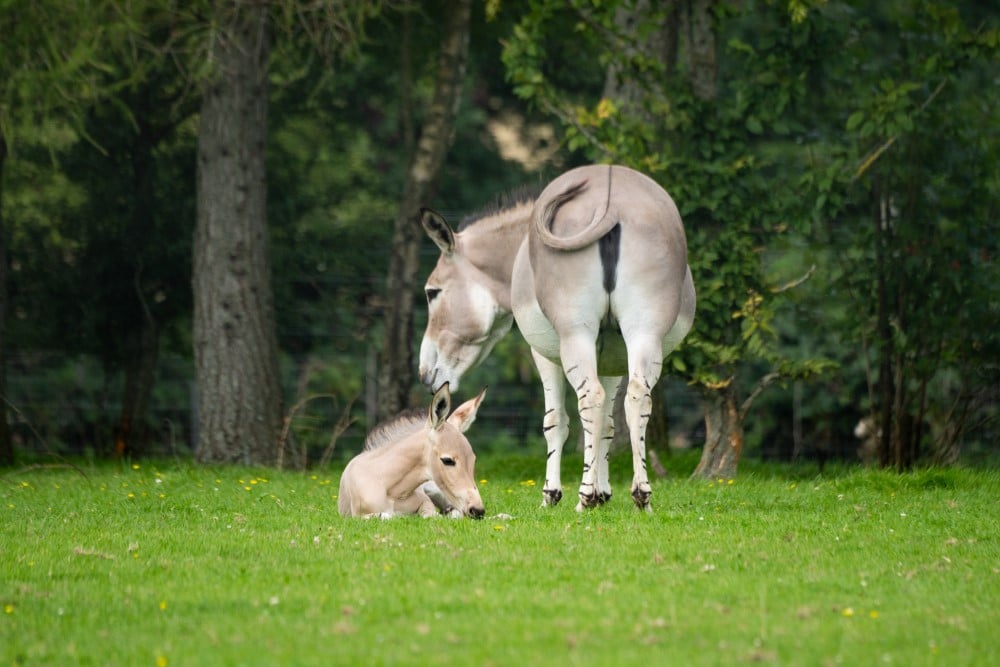 An African wild ass foal at Marwell Zoo