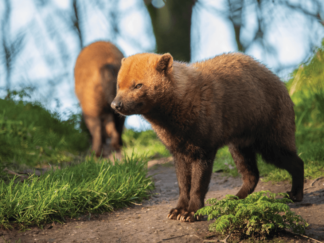 A bush dog stands outdoors at Yorkshire Wildlife Park.