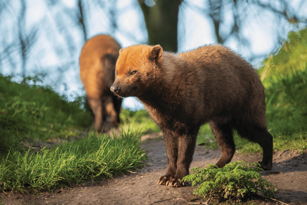 A bush dog stands outdoors at Yorkshire Wildlife Park.