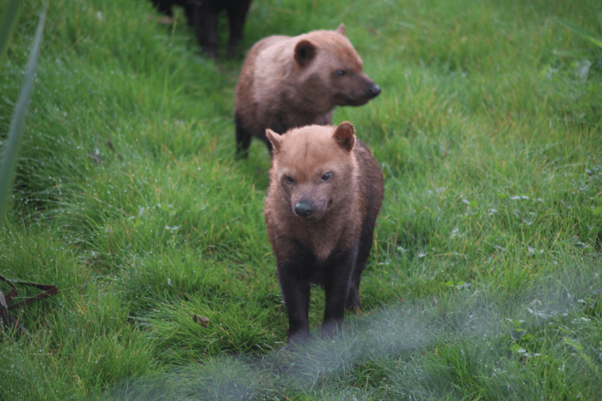 A bush dog stands outdoors at Yorkshire Wildlife Park.