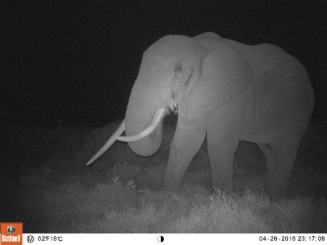 Camera trap image of an elephant set up to monitor biodiversity in Kenya