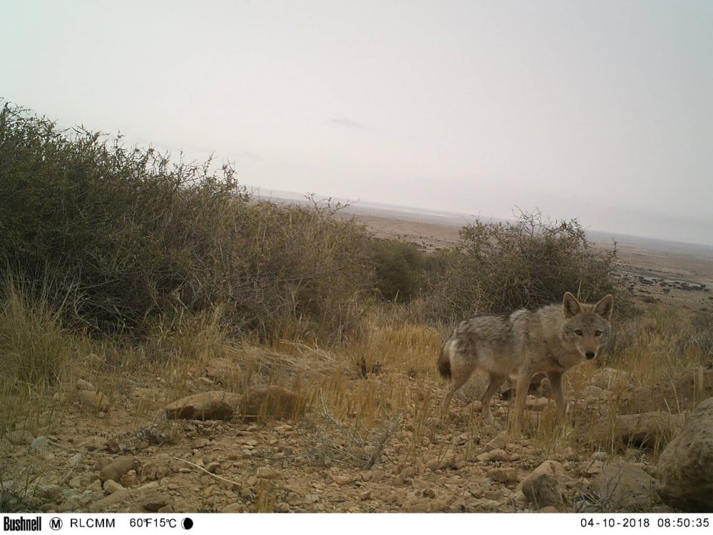 Camera trap image set up to monitor biodiversity in Tunisia