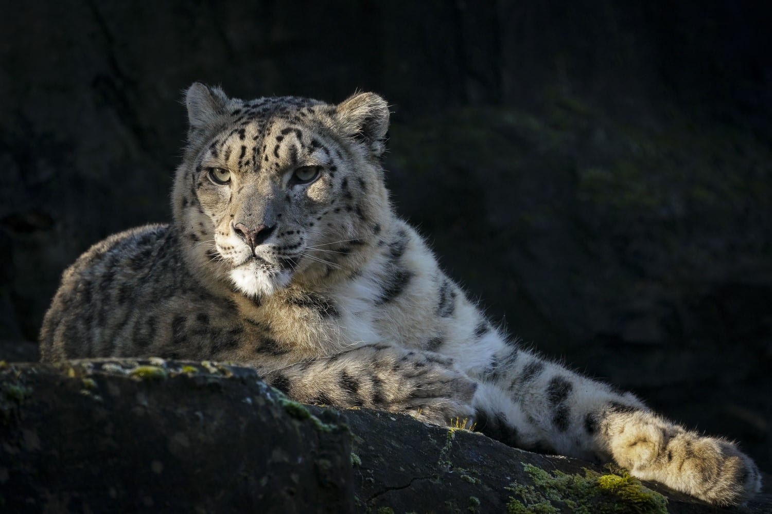 A female snow leopard, Irina, sits on a rock at Marwell Zoo