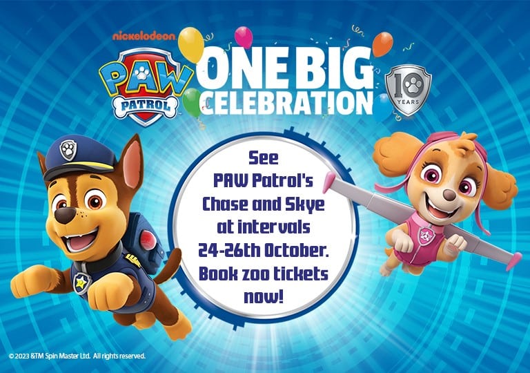 Graphic design with PAW Patrol characters Chase and Skye set to visit Marwell Zoo in October half term.