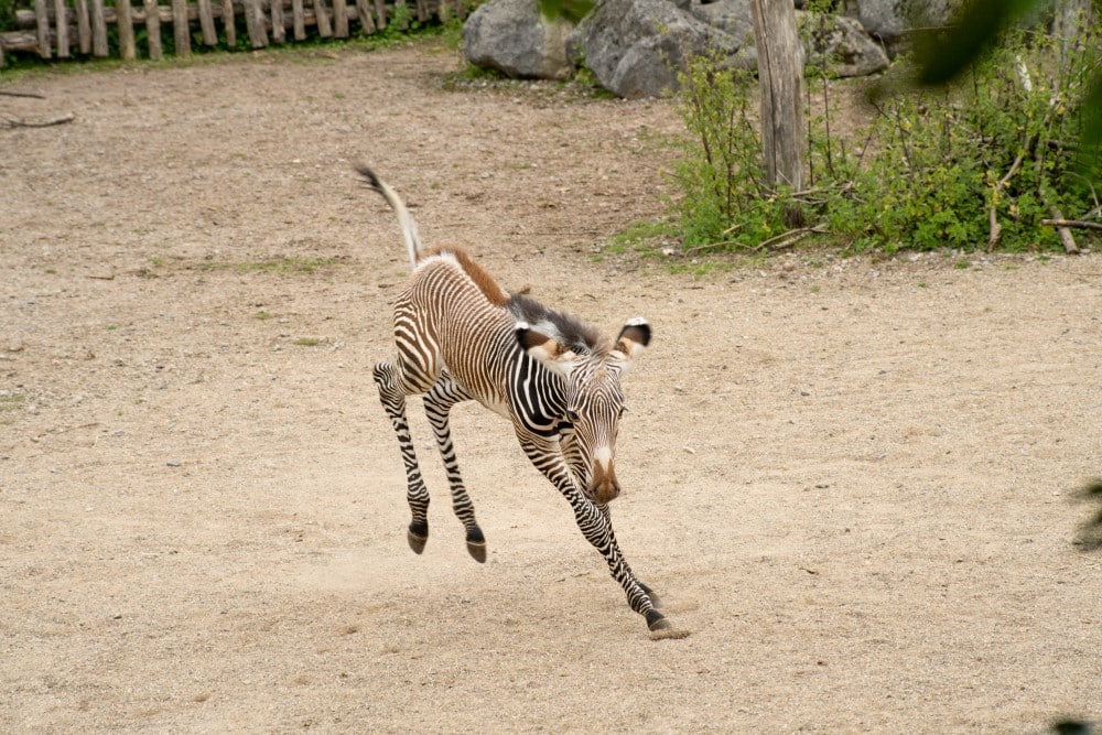 A grevy's zebra foal frolicking at just one day old at Marwell Zoo