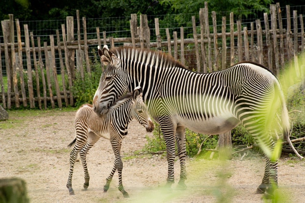 A grevy's zebra foal with its mother just one day old at Marwell Zoo