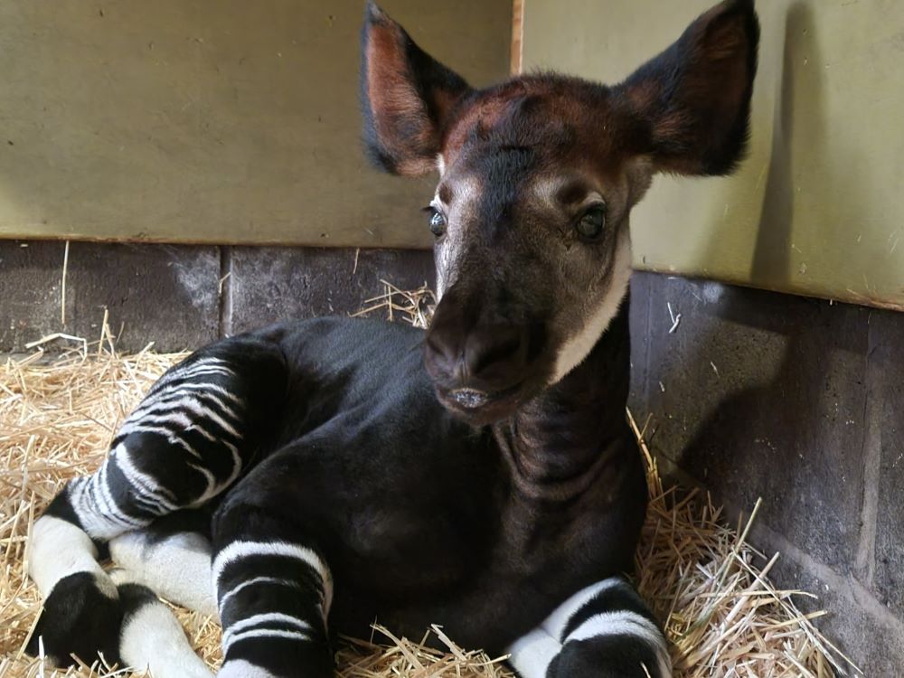 An okapi calf born at Marwell Zoo in July 2023