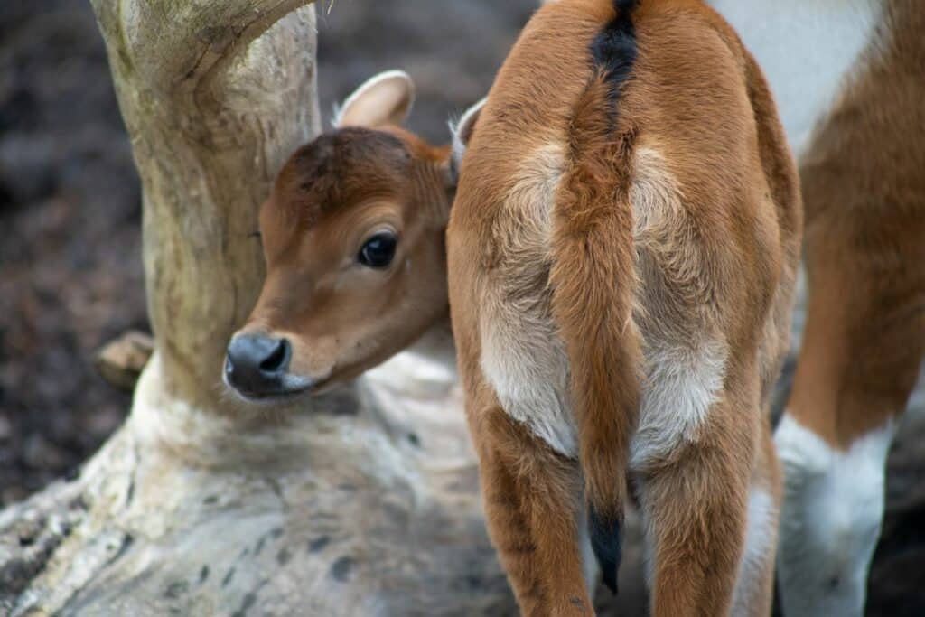 A banteng calf at Marwell zoo