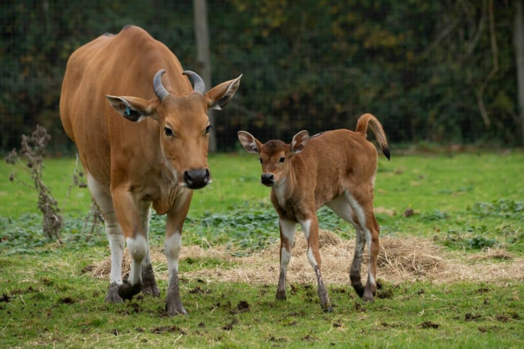 A banteng calf at Marwell zoo