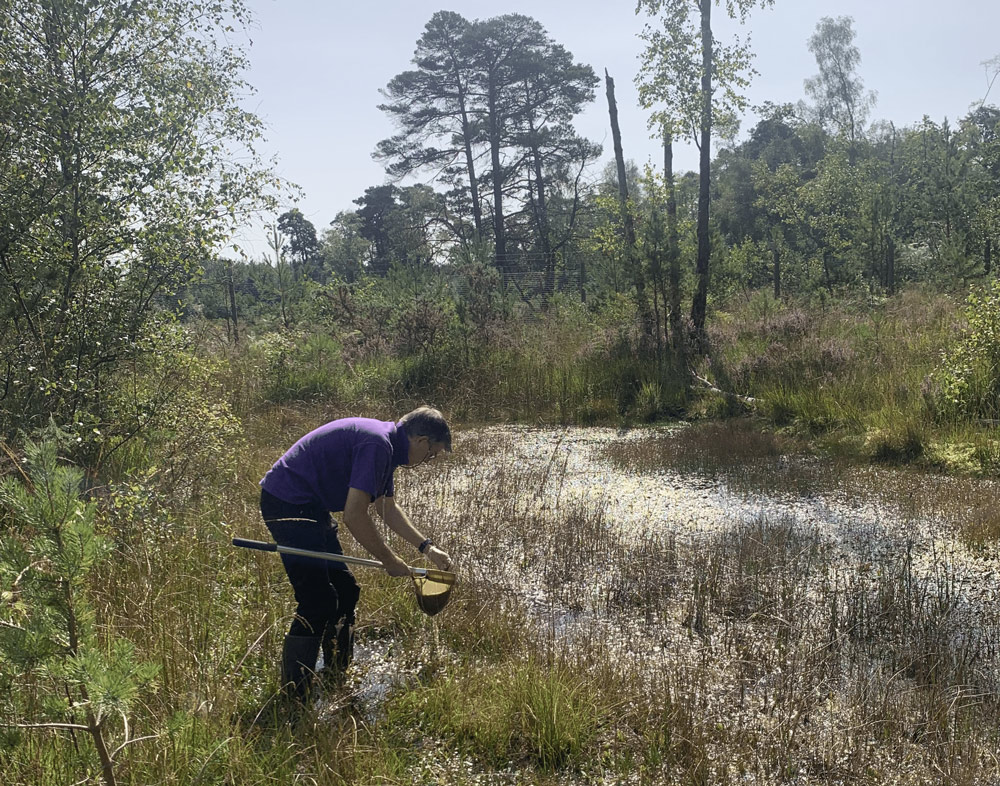 A person searches for newts at Eelmor marsh