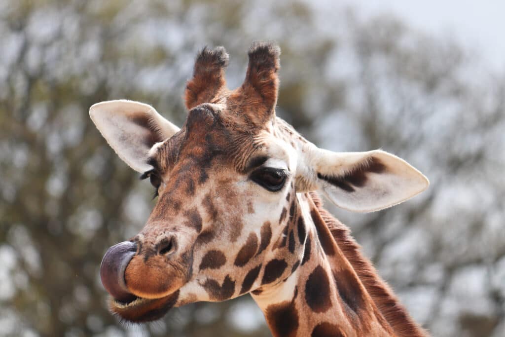 A giraffe at Marwell Zoo photographed by photography competition winner Aaron Ottley