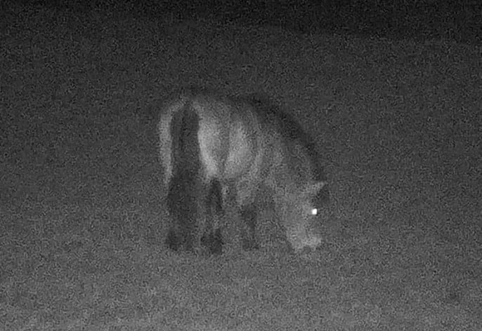 Night vision image of Przewalski's horse