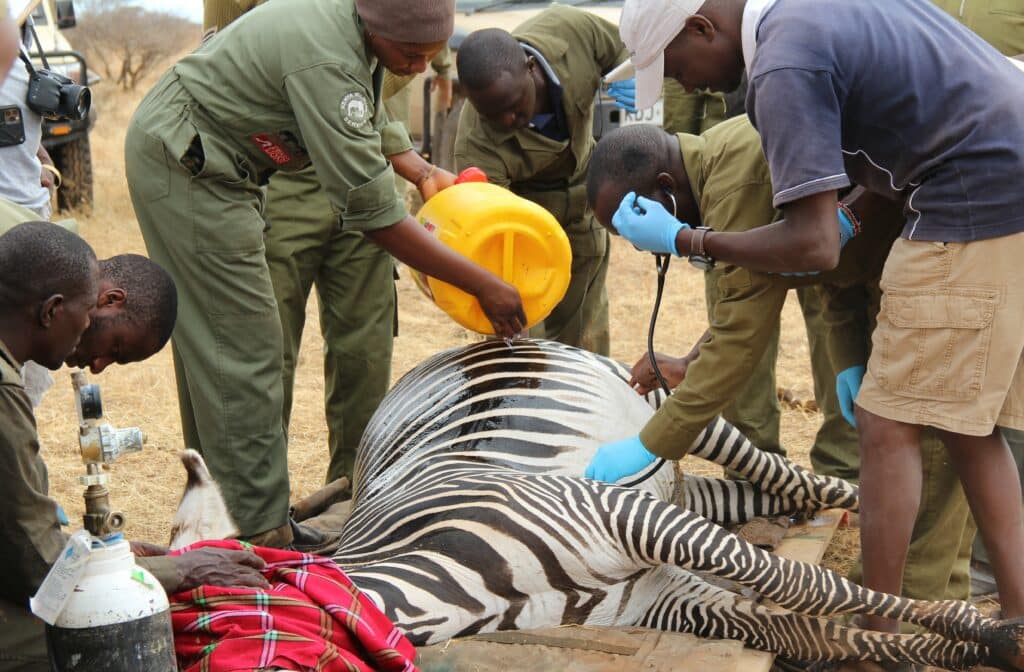 A grevy's zebra being safely fitted with a GPS tracking collar in Kenya