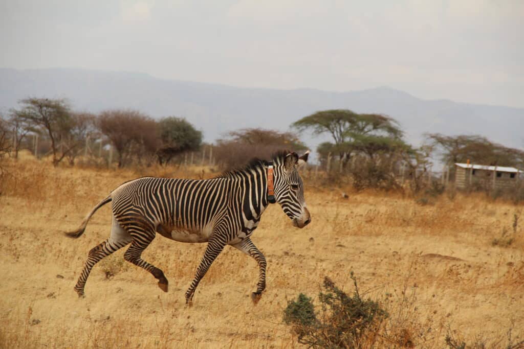 A grevy's zebra wearing a GPS tracking collar in Kenya