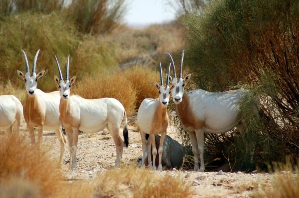 A group of scimitar-horned oryx in Tunisia