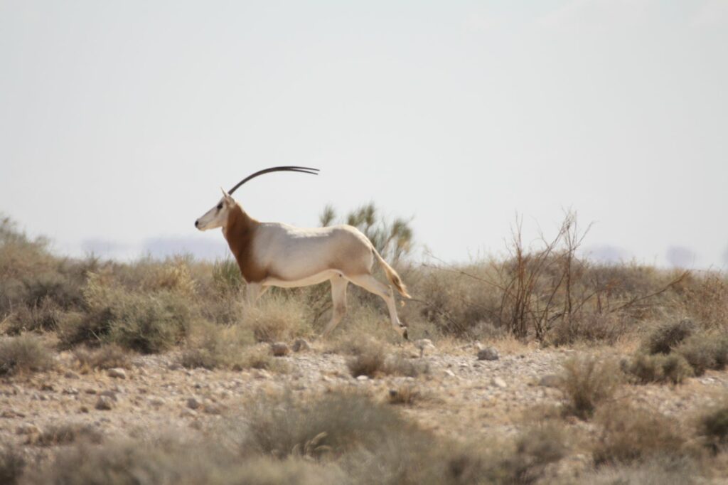 A scimitar-horned oryx in Tunisia