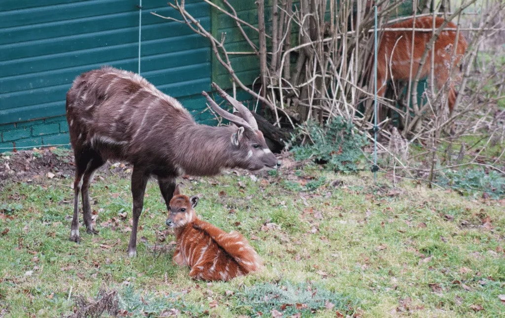 Sitatunga calf at Marwell Zoo