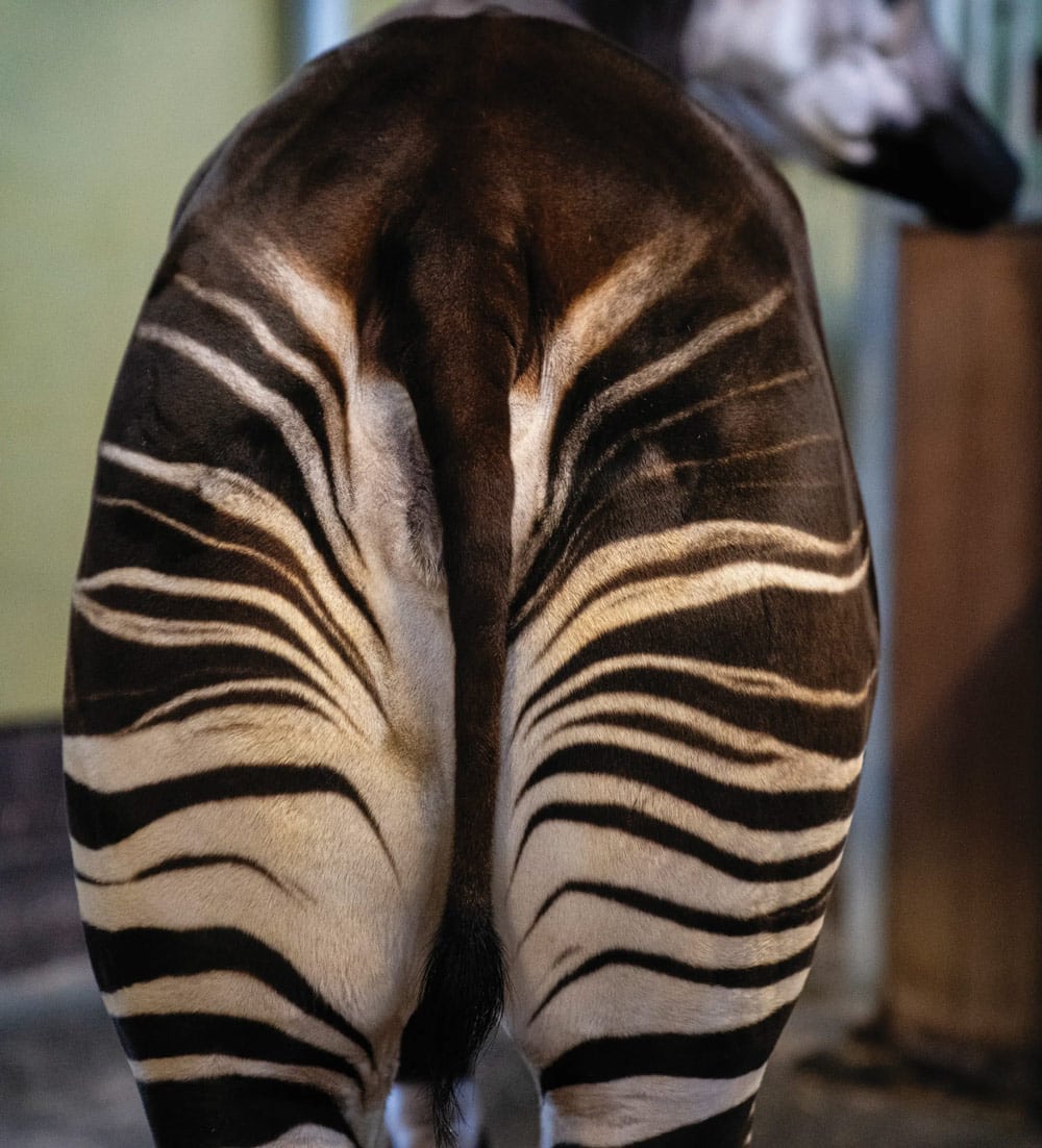 Okapi at Marwell Zoo
