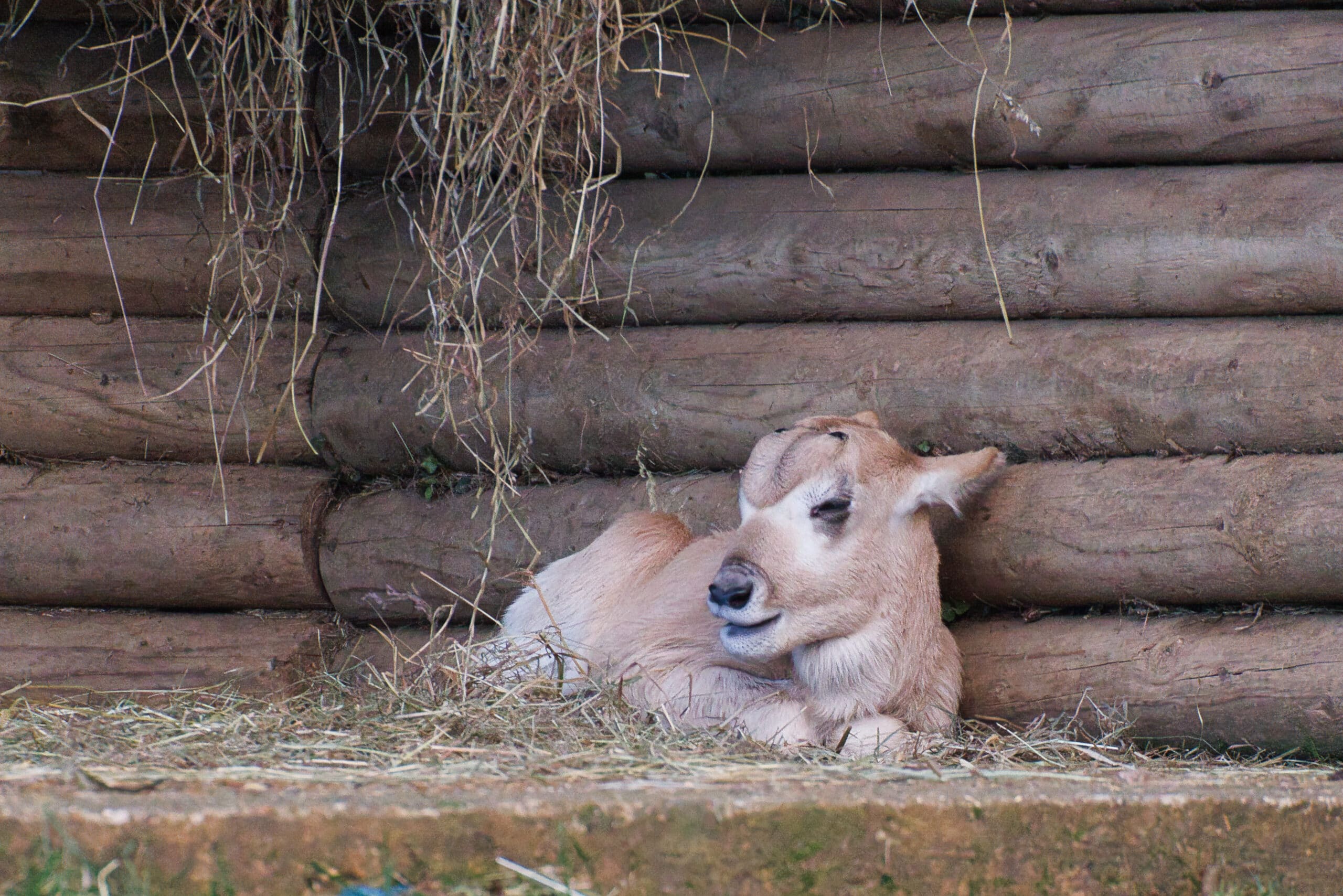 An addax calf at Marwell Zoo in Hampshire