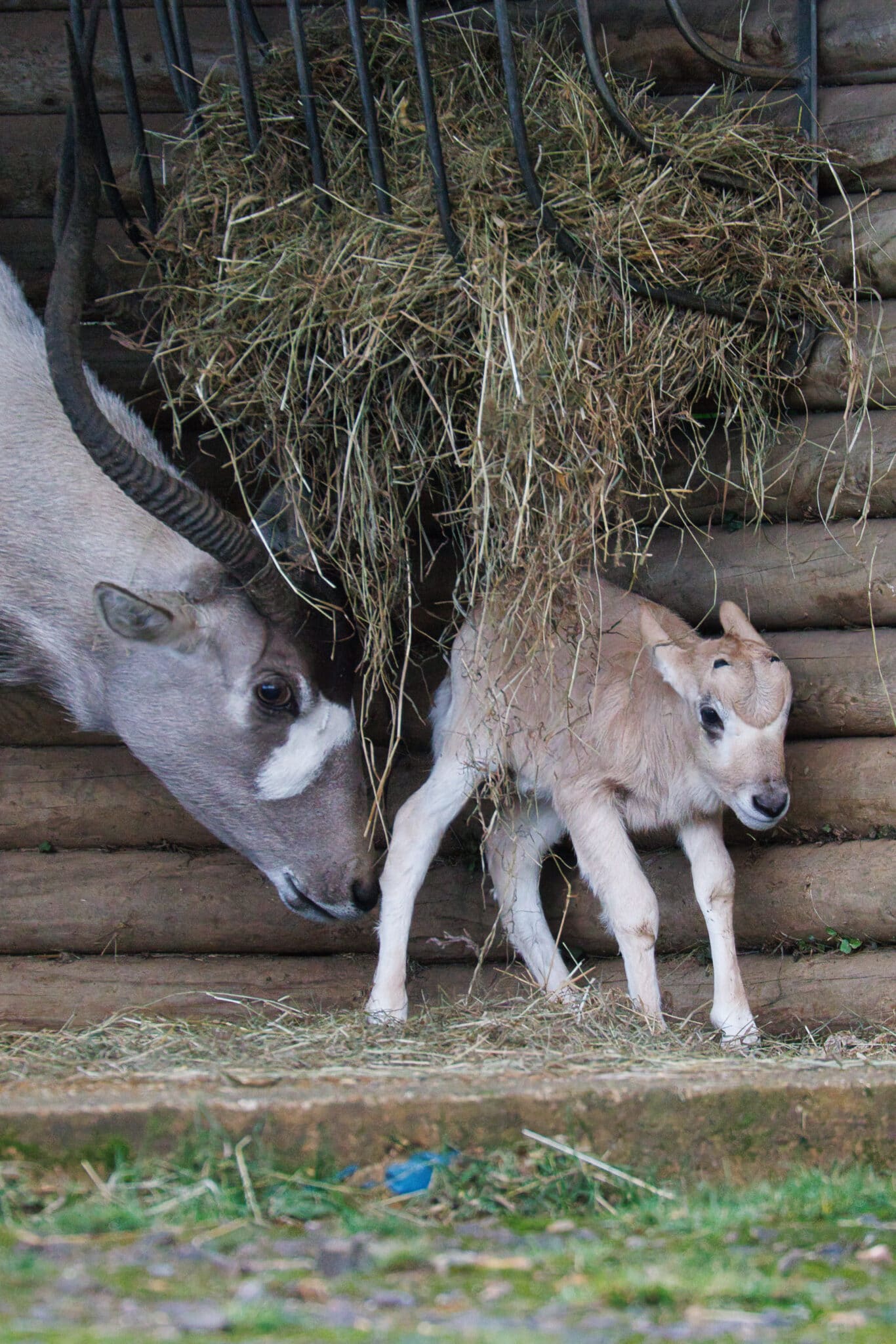 Christmas arrivals at Marwell Zoo Marwell Zoo