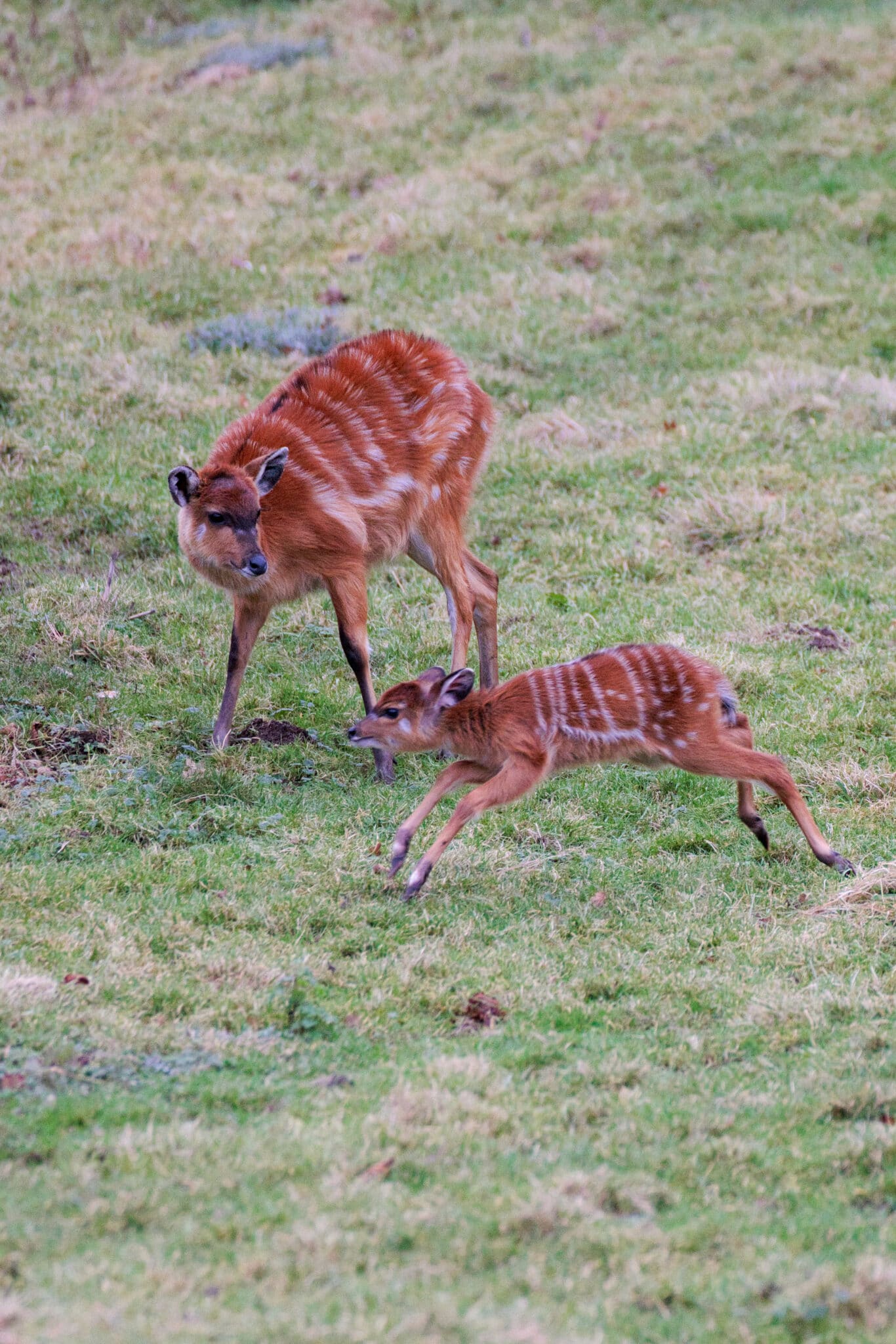 Christmas arrivals at Marwell Zoo Marwell Zoo