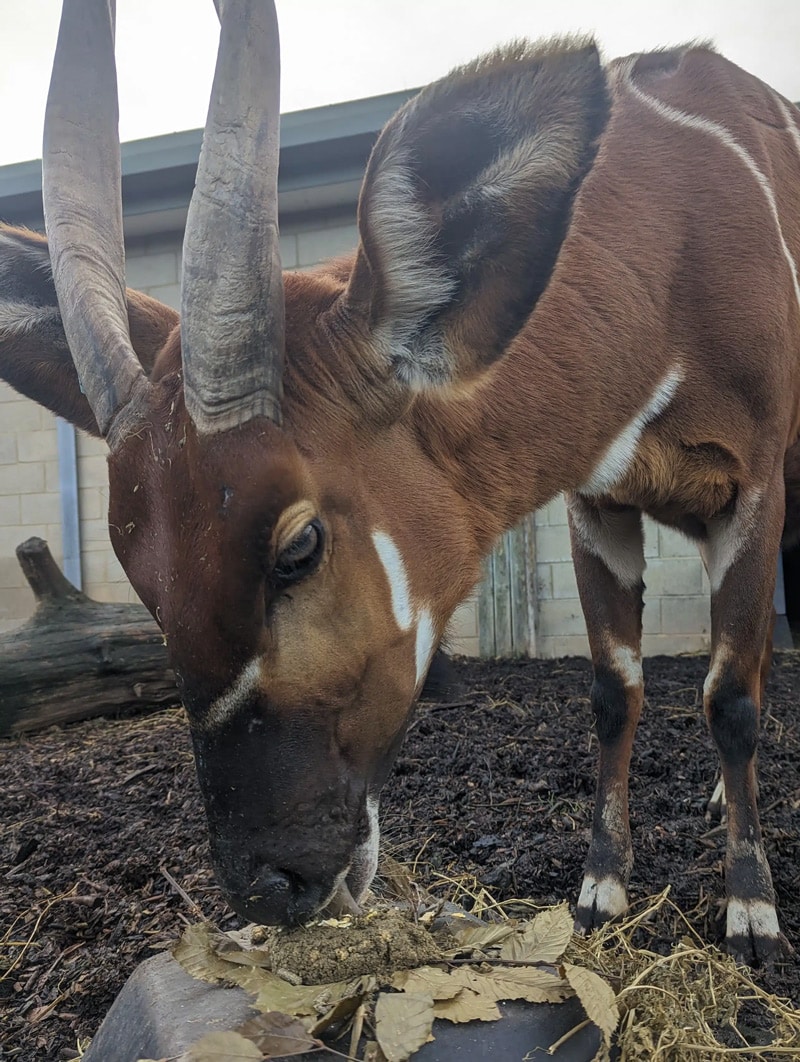 Canela, a mountain bongo, at Marwell Zoo