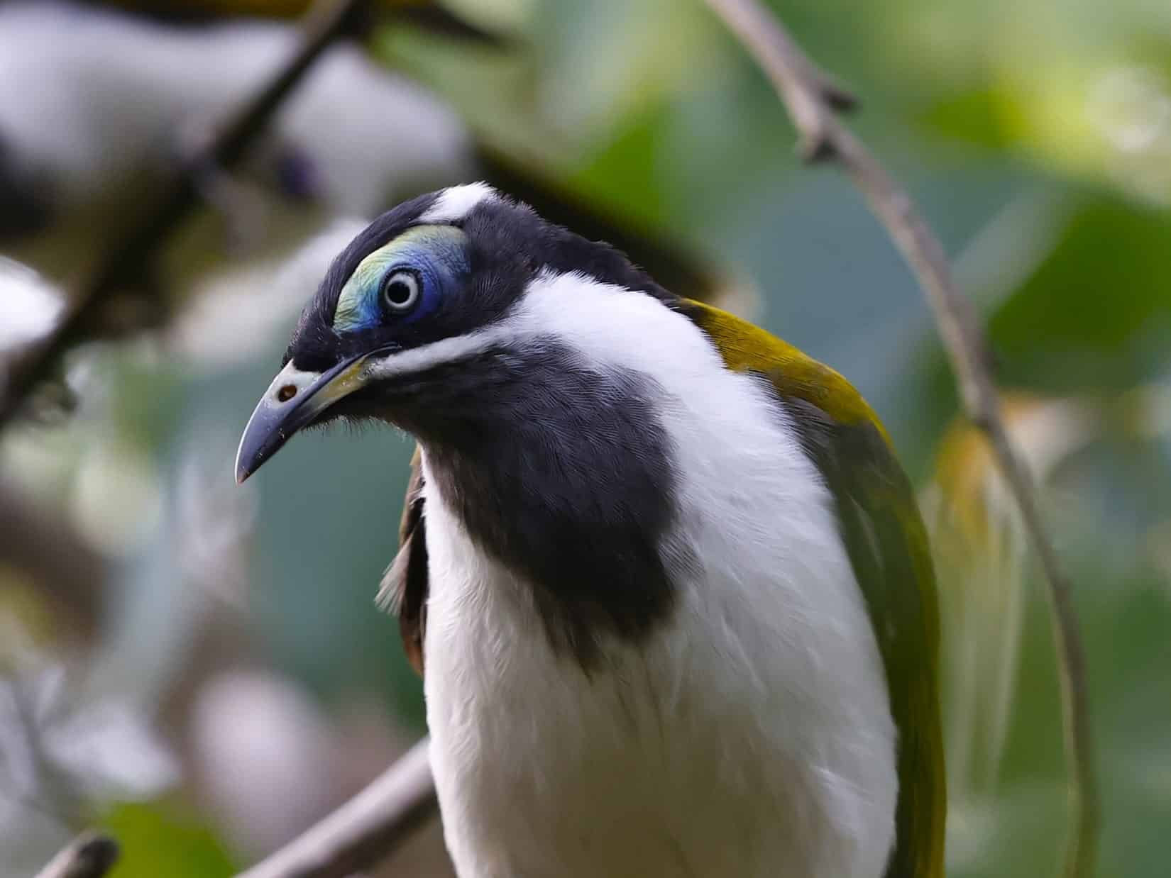 Blue-faced honeyeater at Marwell Zoo