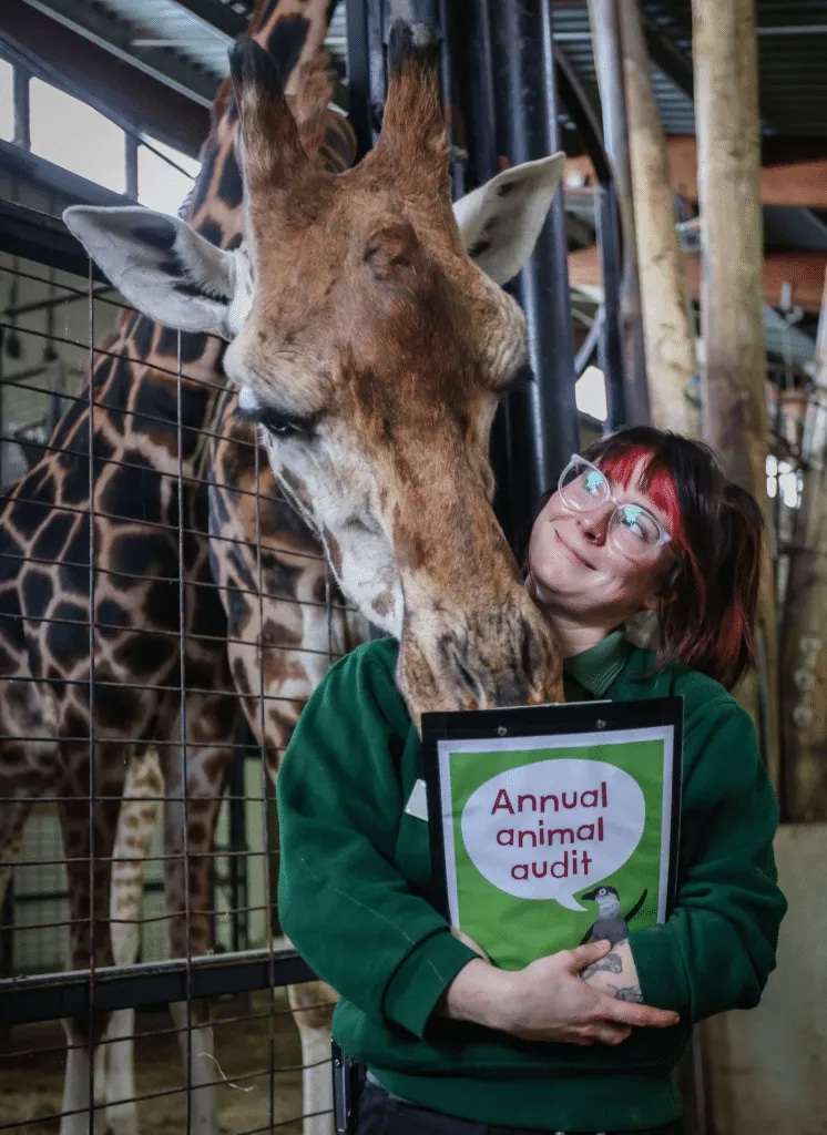 A giraffe greets an animal keeper at Marwell Zoo, who's completing an annual animal audit