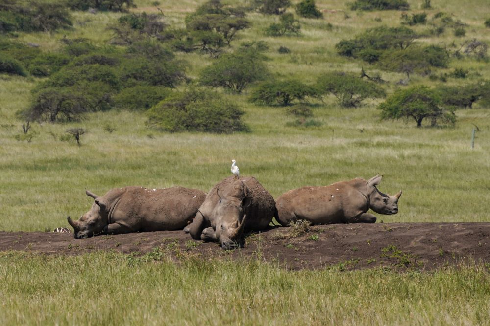 A white rhino group at Lewa conservancy, Kenya