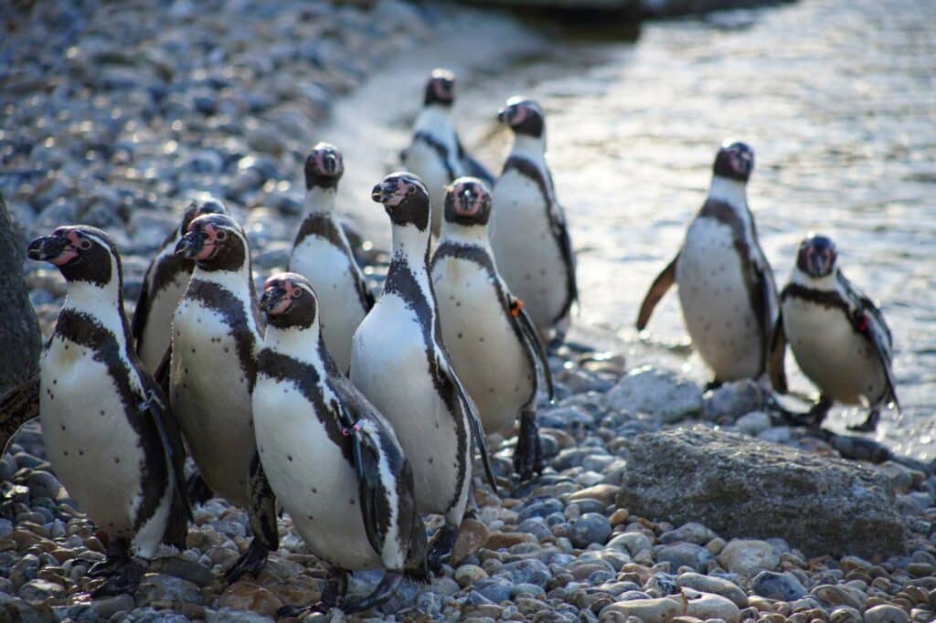 A colony of penguins at marwell zoo, promoting 5 for 85 savings offer at Marwell Zoo.