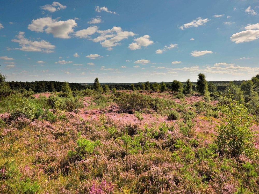 Native species reintroduction site, Eelmoor Marsh