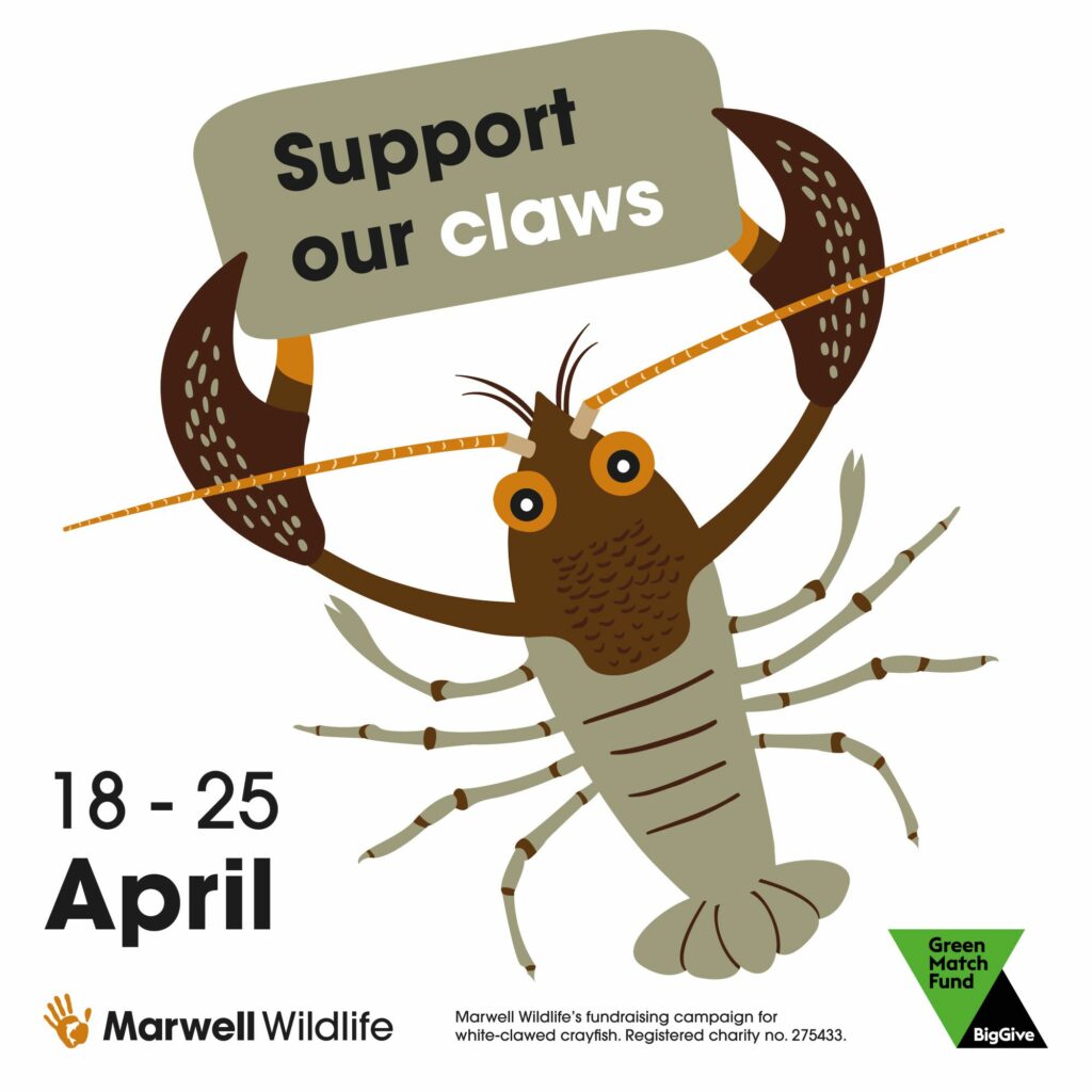 Support our claws Marwell Zoo crayfish campaign