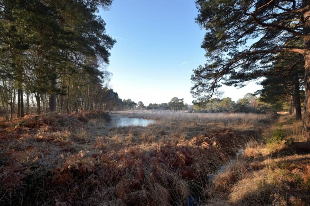 A view of Eelmoor Marsh, Site of Special Scientific Interest