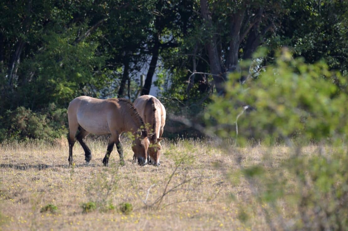 Przewalski horses grazing at Eelmoor Marsh