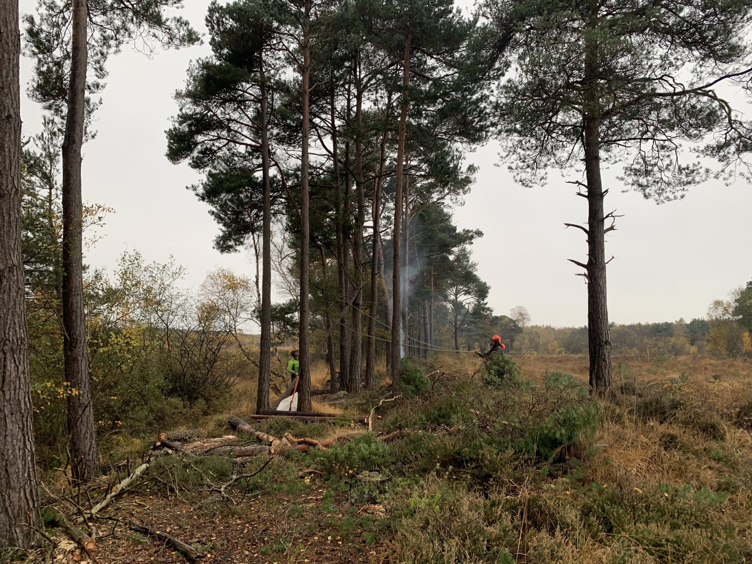 Marwell Wildlife is felling trees at Eelmoor Marsh